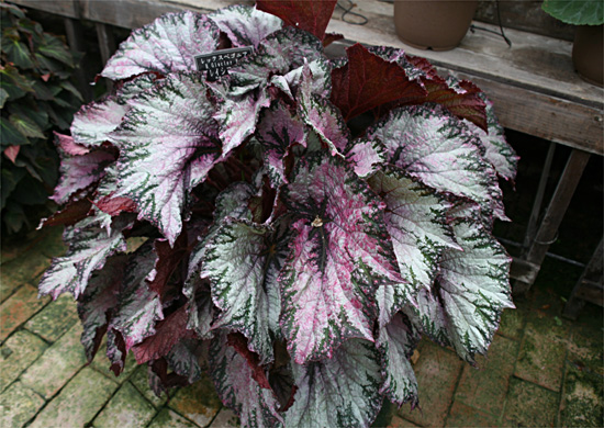 B. ‘Glacier Bay’